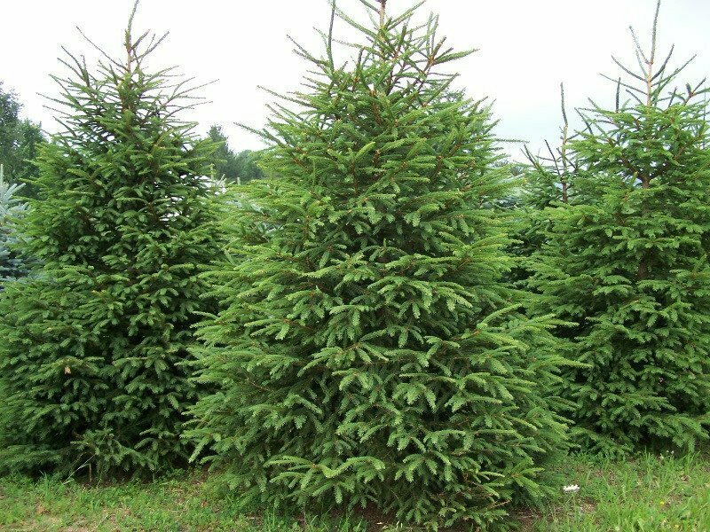 Norway Spruce - Picea Abies