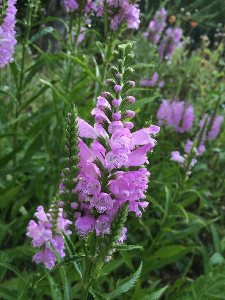 Obedient Plant &#39;Pink Manners&#39; - Physostegia Virginiana