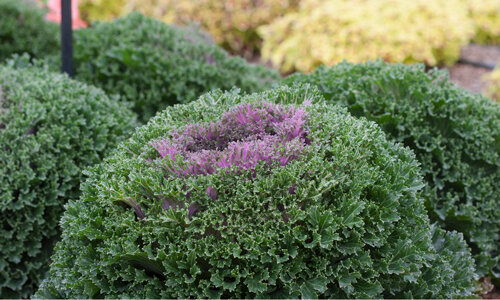 Ornamental Kale