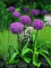 Ornamental Onion &#39;Globemaster&#39; - Allium
