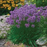 Ornamental Onion &#39;Millenium&#39; - Allium