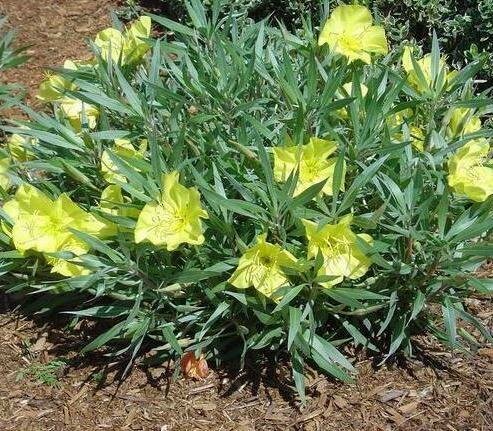 Ozark Sundrops - Oenothera Missouriensis