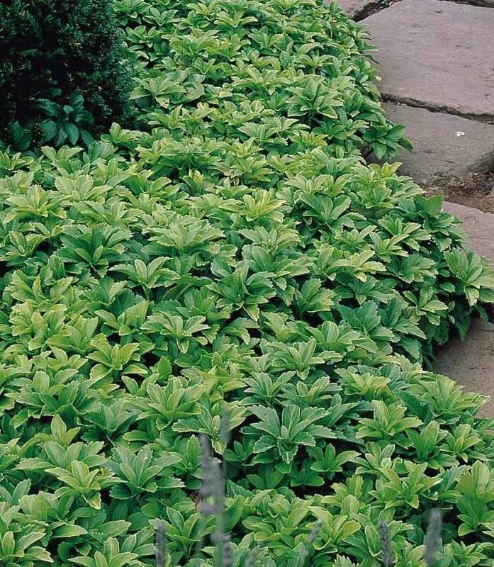 Pachysandra - Pachysandra Terminalis
