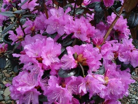 PJM Rhododendron &#39;Elite&#39;