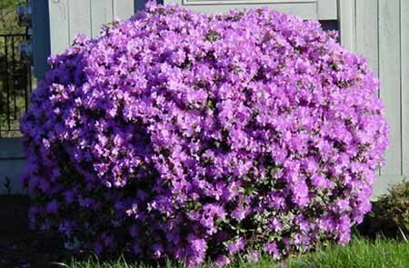 PJM Rhododendron &#39;Purple Gem&#39;