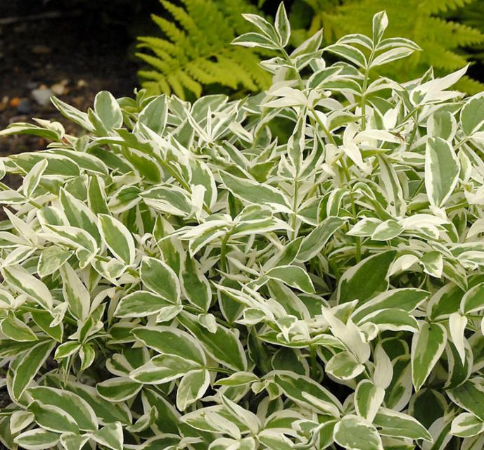 Polemonium &#39;Touch of Class&#39;