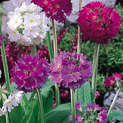 Primrose &#39;Ronsdorf Mix&#39; - Primula