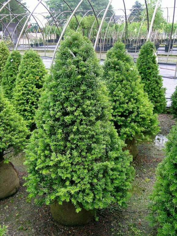 Pyramidal Yew - Taxus x Media