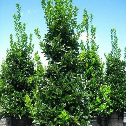 Red Holly &#39;Oak Leaf&#39; - Ilex x Conaf