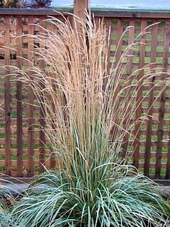 Reed Grass &#39;Avalanche&#39; - Phragmites