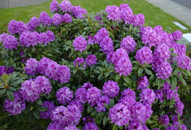 Rhododendron &#39;Anah Kruschke&#39;