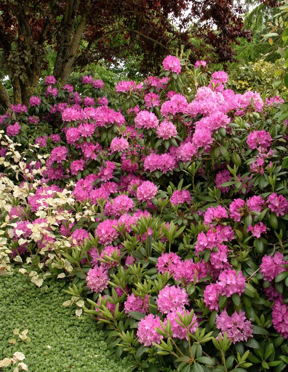Rhododendron &#39;English Roseum&#39;