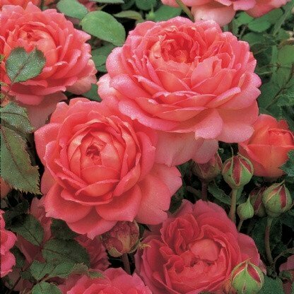 Rose &#39;David Austin &#39;Jubilee Celebration&#39;&#39;