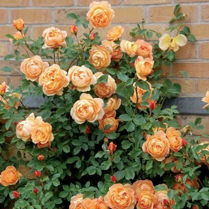 Rose &#39;David Austin &#39;Lady of Shalott&#39;&#39;