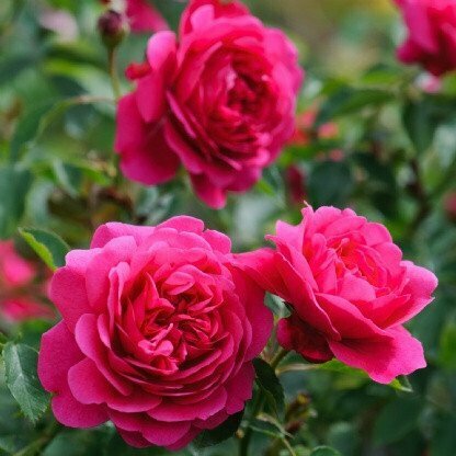 Rose &#39;David Austin &#39;Sir John Betjeman&#39;&#39;