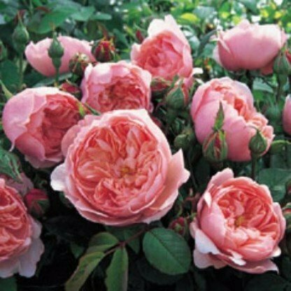 Rose &#39;David Austin &#39;The Alnwick Rose&#39;&#39;
