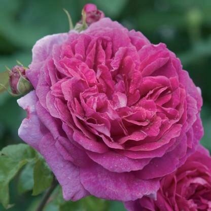 Rose &#39;David Austin &#39;Young Lycidas&#39;