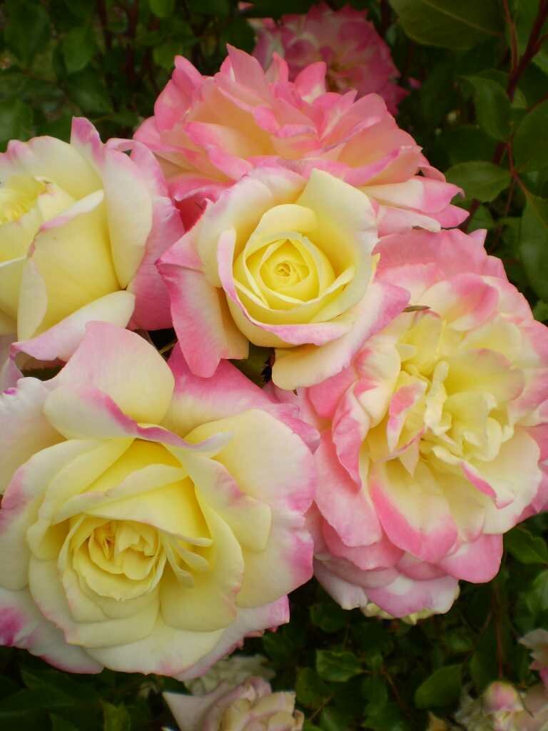 Rose &#39;Easy Elegance ‘Music Box’&#39;