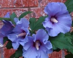 Rose of Sharon &#39;Blue Satin&#39; - Hibiscus Syriacus