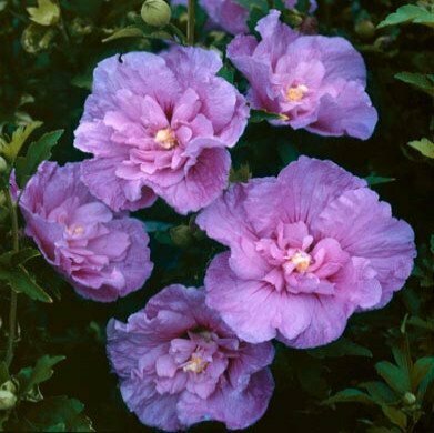 Rose of Sharon &#39;Lavender Chiffon&#39; - Hibiscus Syriacus