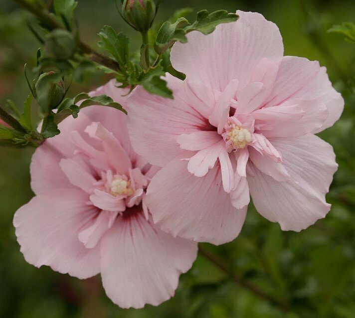 Rose of Sharon &#39;Pink Chiffon&#39; - Hibiscus Syriacus