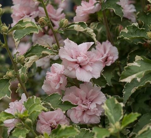 Rose of Sharon &#39;Sugar Tip&#39; - Hibiscus Syriacus