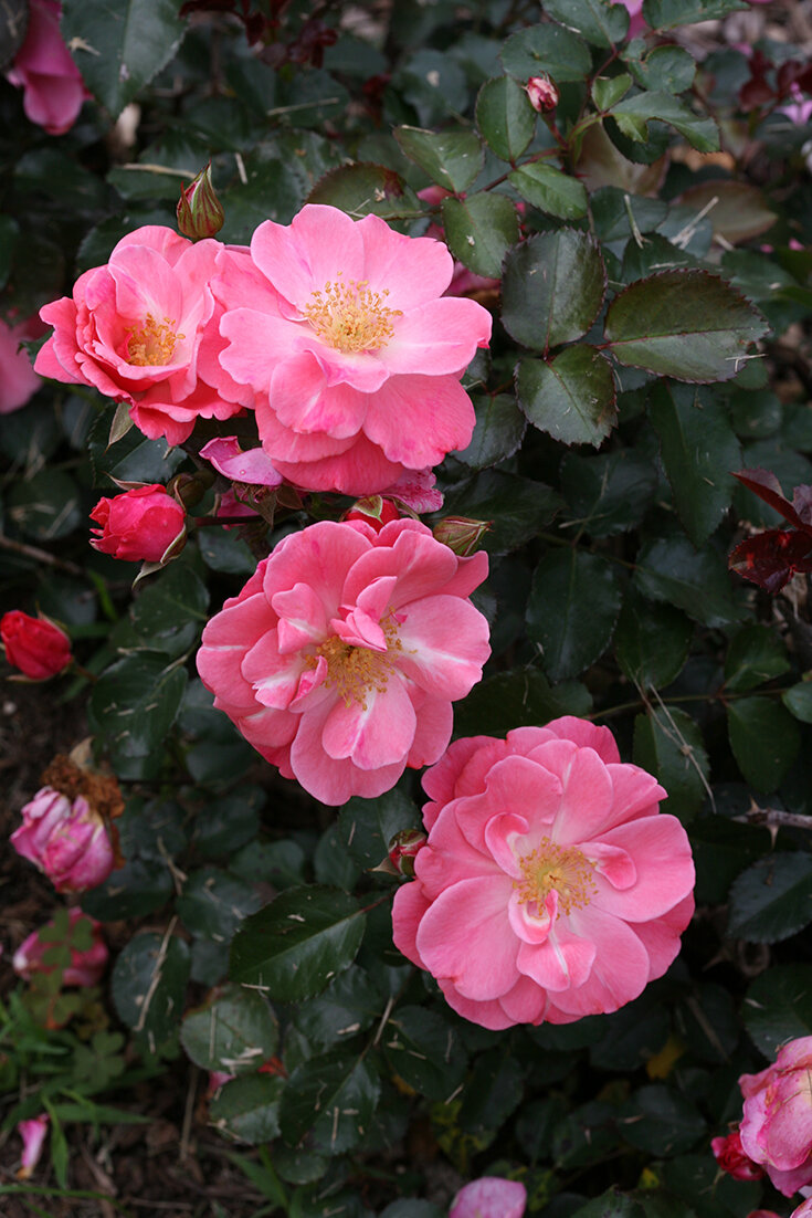 Rose &#39;Oso Easy ‘Pink Cupcake’&#39;