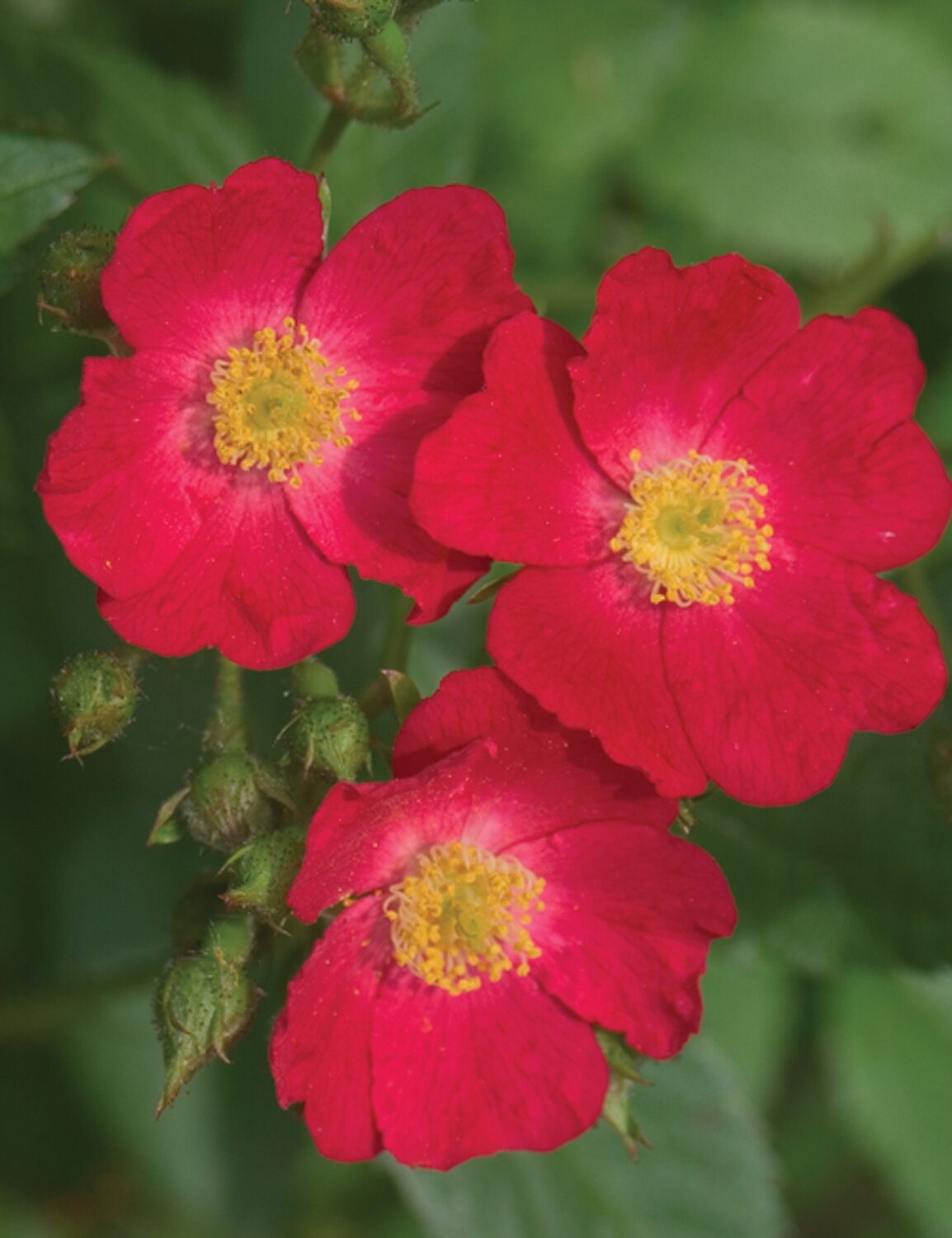 Rose &#39;Oso Happy ‘Candy Oh’&#39;