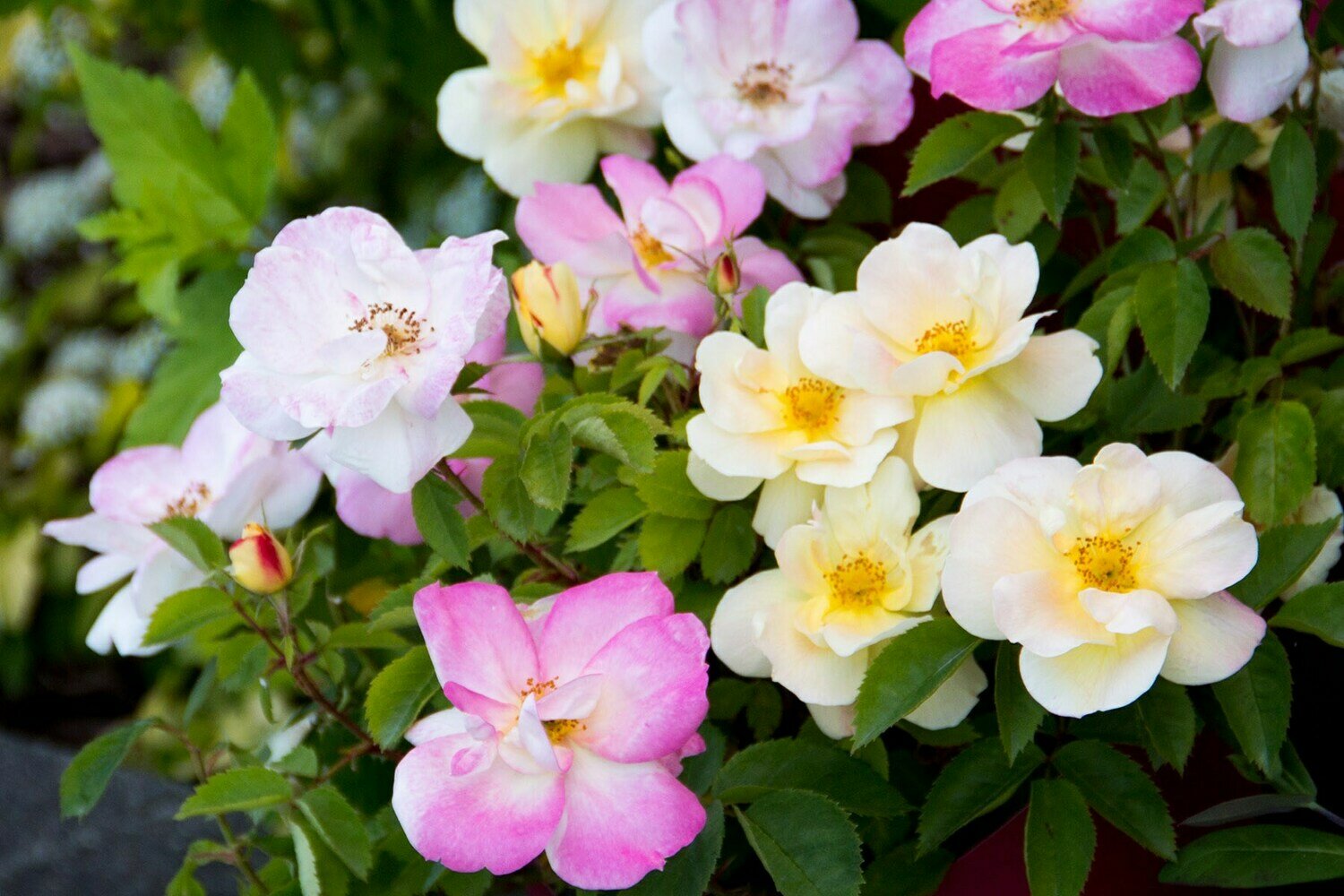 Rose &#39;Peach Lemonade&#39;