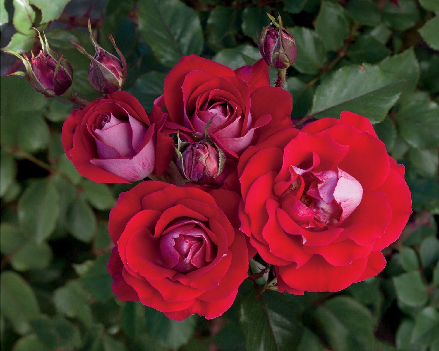 Rose &#39;Take It Easy&#39;