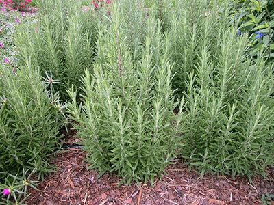 Rosemary