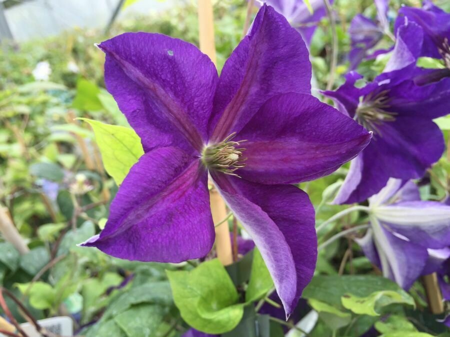 Royal Purple Clematis &#39;Jackmanii Superba&#39;