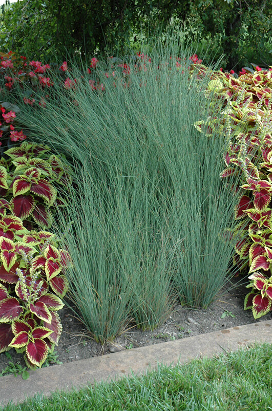 Rush &#39;Blue Arrows&#39; - Juncus Effusus