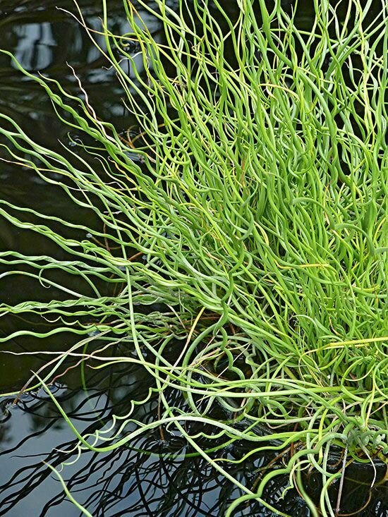 Rush &#39;Corkscrew&#39; - Juncus Effusus