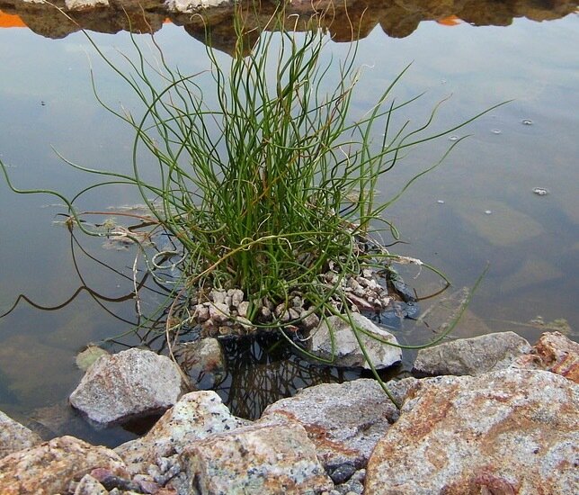 Rush &#39;Twisted Arrows&#39; - Juncus Effusus