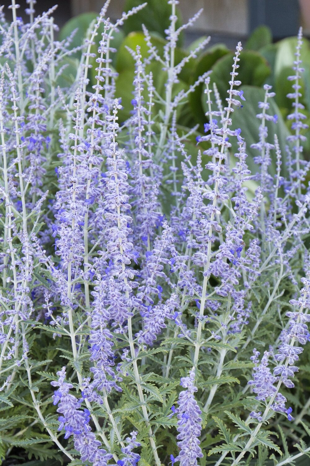 Russian Sage &#39;Lacey Blue&#39;