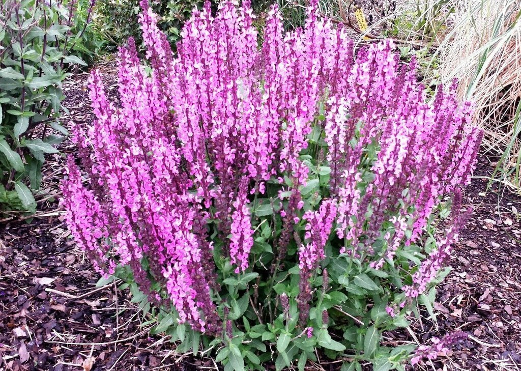 Salvia &#39;Lyrical Rose&#39;