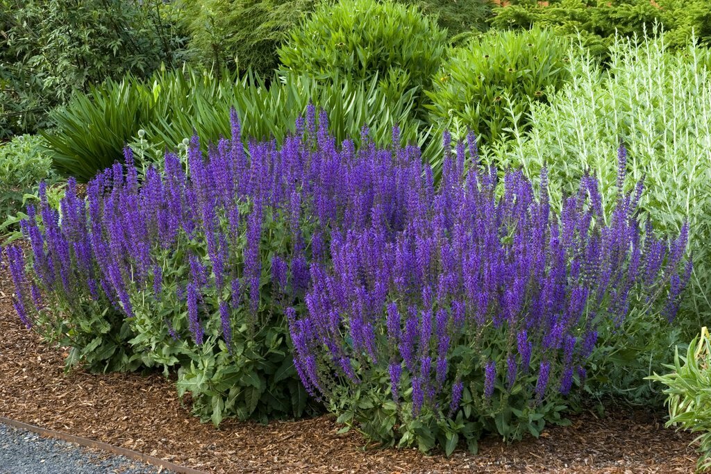 Salvia &#39;May Night Sage&#39;