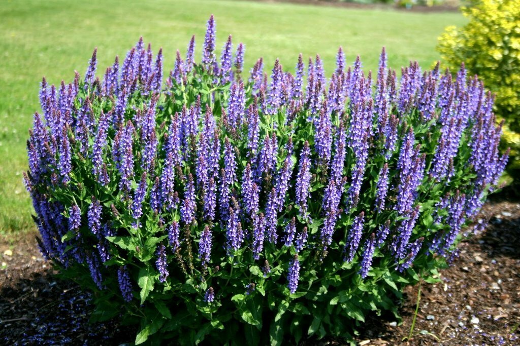 Salvia &#39;Meadow Sage&#39;