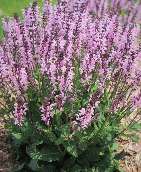 Salvia &#39;Pink Dawn&#39;