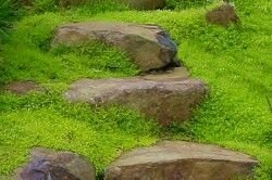 Scotch Moss - Sagina