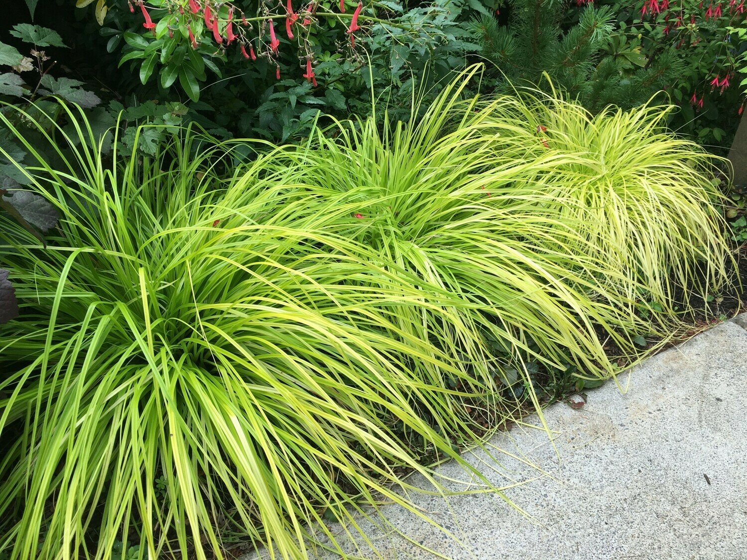 Sedge Grass &#39;Everillo&#39; - Carex