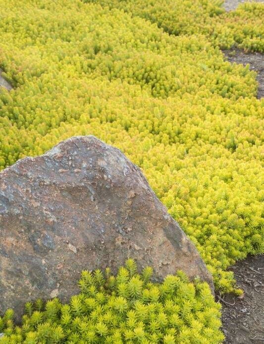 Sedum &#39;Angelina&#39;