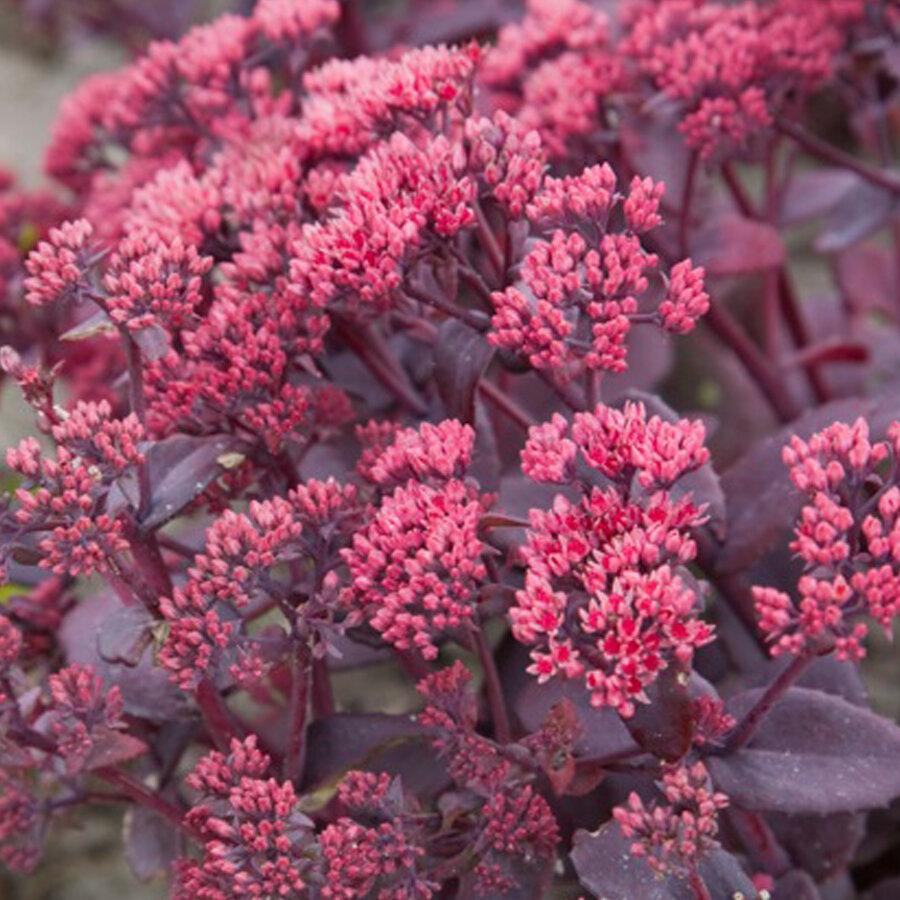 Sedum &#39;Chocolate Cherry&#39;