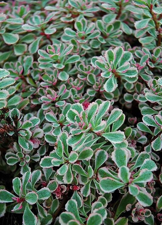 Sedum &#39;Tricolor&#39;