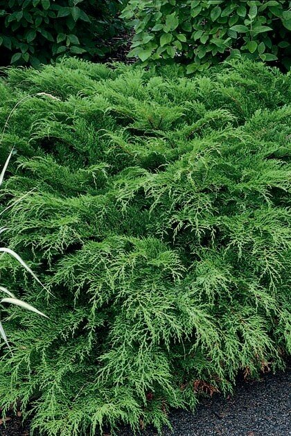 Siberian Cypress  - Microbiota Decussata