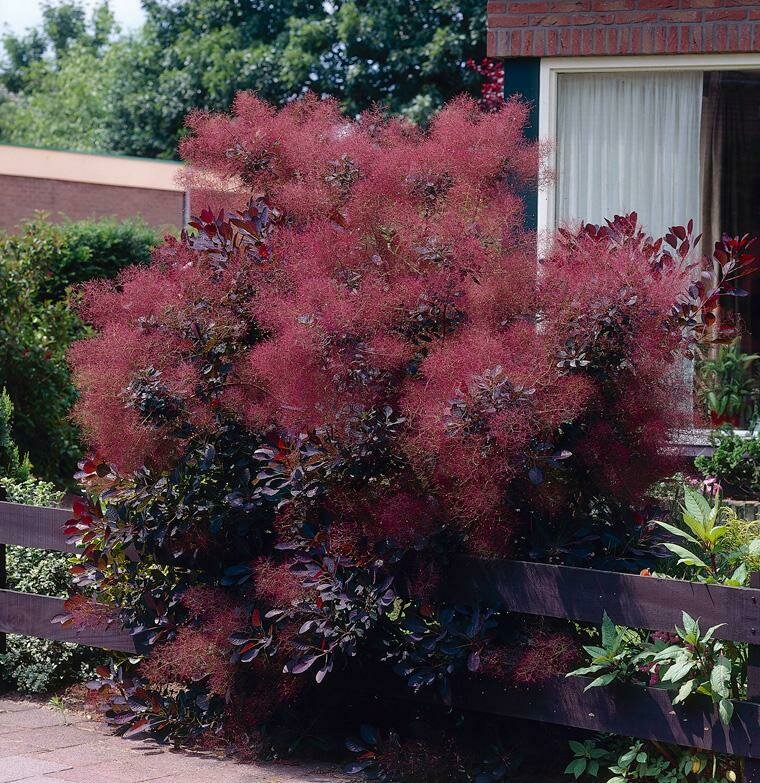 Smoke Tree &#39;Royal Purple&#39;