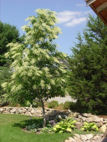Sourwood - Oxydendrum Arboreum