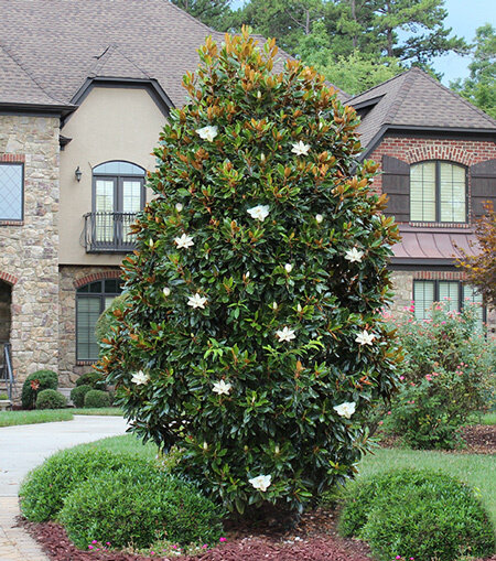 Southern Magnolia &#39;Little Gem&#39;