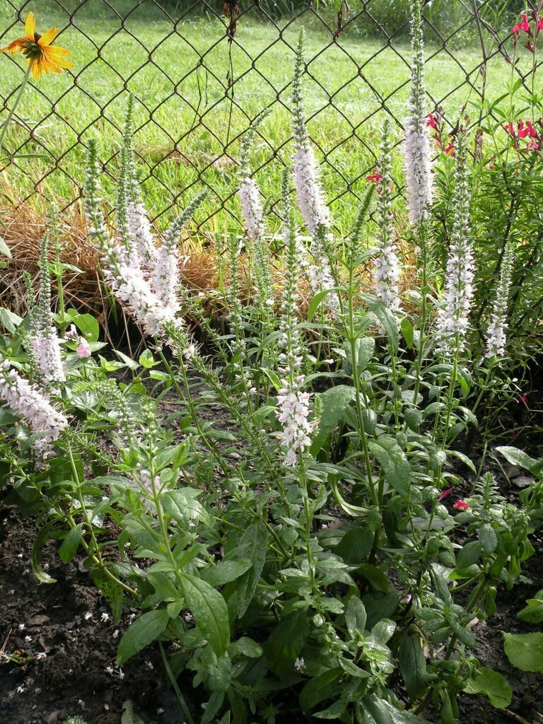 Speedwell &#39;First Lady&#39;